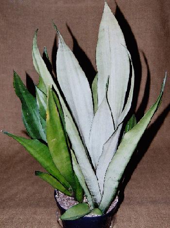 Sansevieria Moonshine